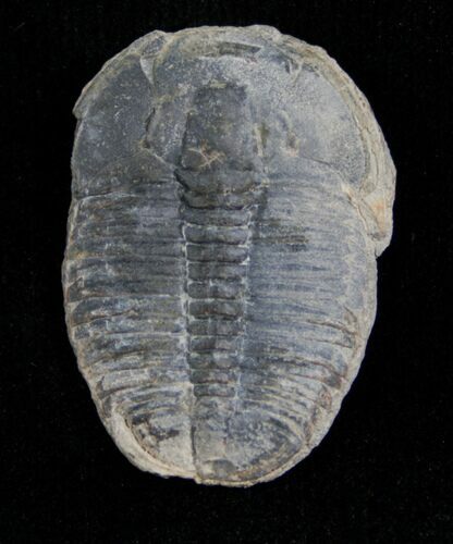 Elrathia Trilobite Fossil - Utah #6702